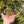 Load image into Gallery viewer, Burmese Star Tortoise Well Started #0B