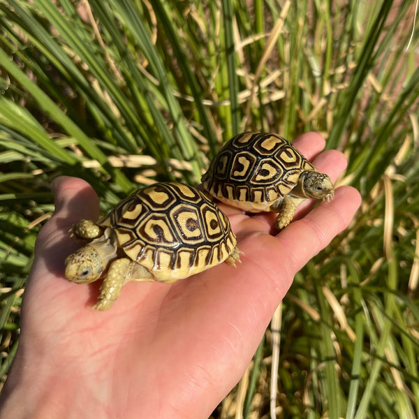 Leopard Tortoise (Pardalis Babcocki)