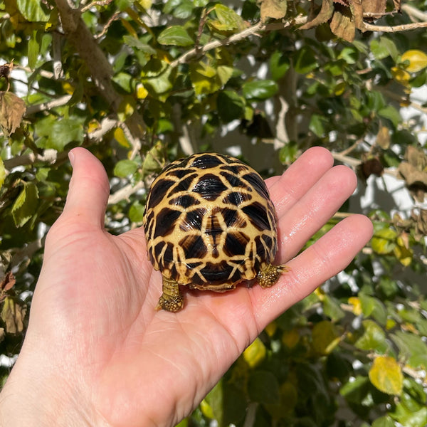 Burmese Star Tortoise Well Started #0B