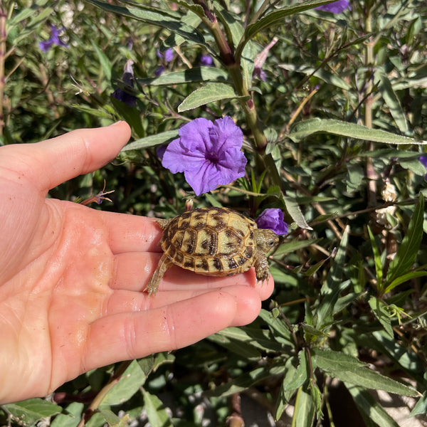 Russian Tortoise (PREORDER)
