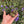 Load image into Gallery viewer, Eastern Hermann’s Tortoise