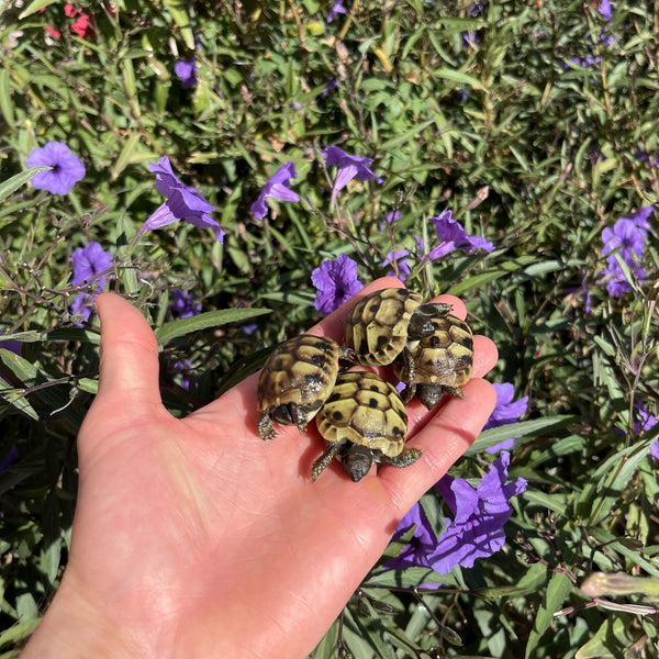 Eastern Hermann’s Tortoise