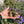 Load image into Gallery viewer, Eastern Hermann’s Tortoise