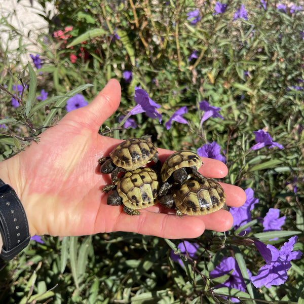 Eastern Hermann’s Tortoise