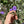 Load image into Gallery viewer, Eastern Hermann’s Tortoise