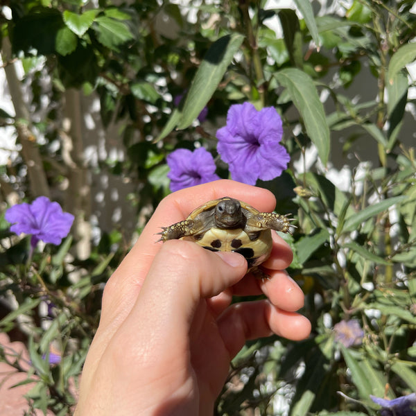 Eastern Hermann’s Tortoise