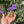 Load image into Gallery viewer, Eastern Hermann’s Tortoise