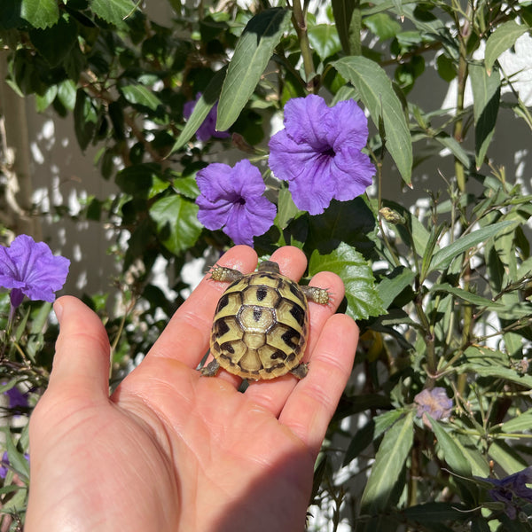 Eastern Hermann’s Tortoise