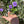 Load image into Gallery viewer, Eastern Hermann’s Tortoise
