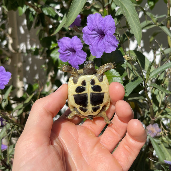 Eastern Hermann’s Tortoise