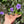 Load image into Gallery viewer, Eastern Hermann’s Tortoise