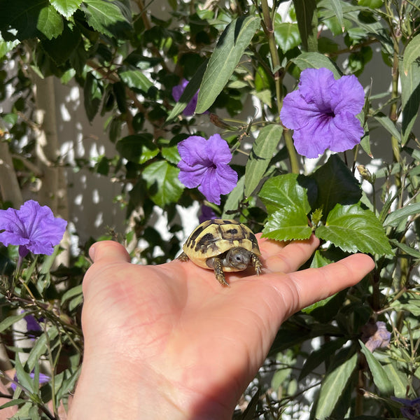 Eastern Hermann’s Tortoise