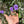 Load image into Gallery viewer, Eastern Hermann’s Tortoise