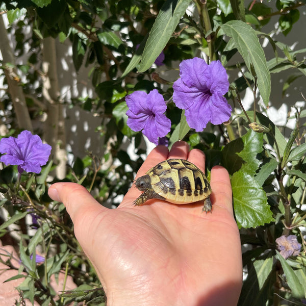 Eastern Hermann’s Tortoise