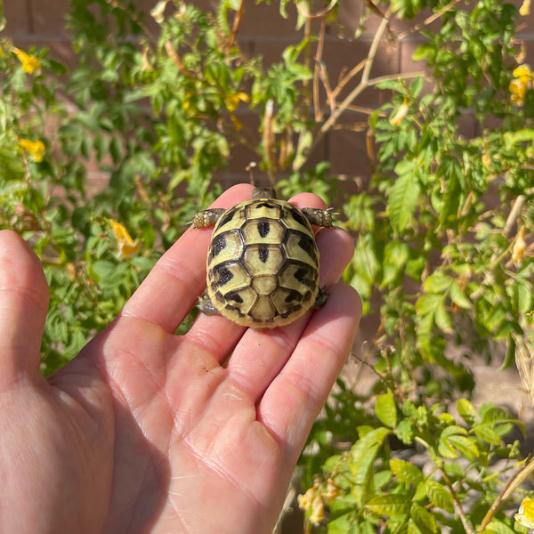 Eastern Hermann’s Tortoise