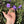 Load image into Gallery viewer, Eastern Hermann’s Tortoise