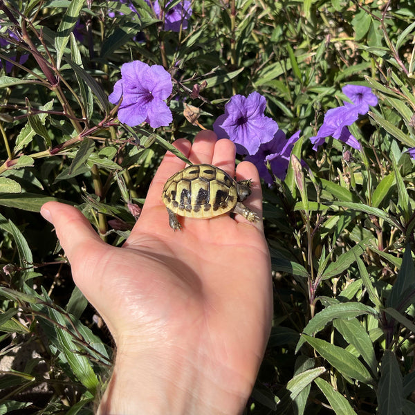 Eastern Hermann’s Tortoise