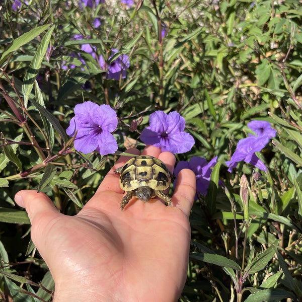 Eastern Hermann’s Tortoise