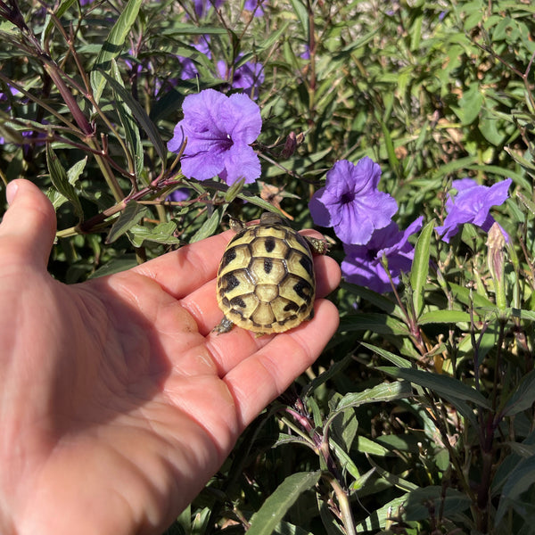 Eastern Hermann’s Tortoise