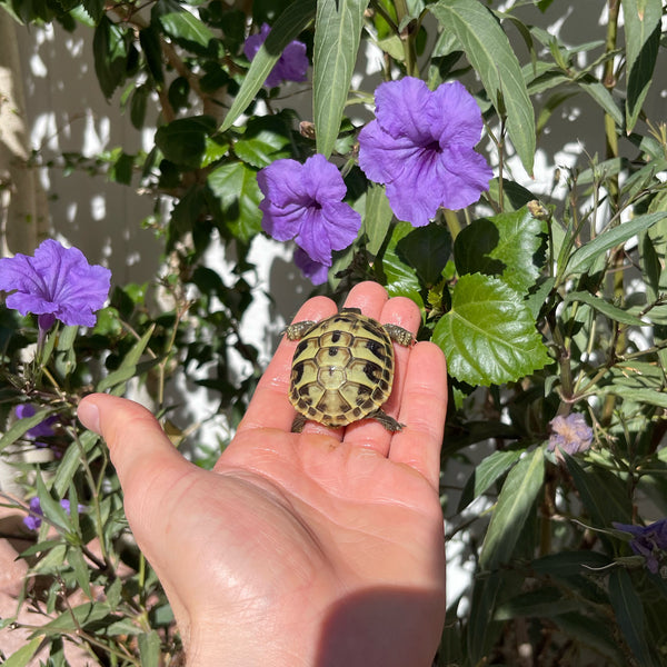 Eastern Hermann’s Tortoise