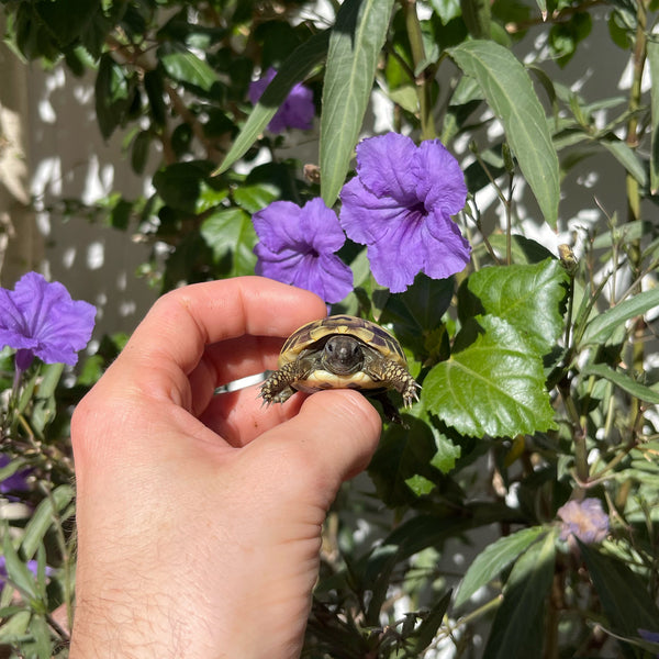 Eastern Hermann’s Tortoise