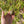Load image into Gallery viewer, Eastern Hermann’s Tortoise