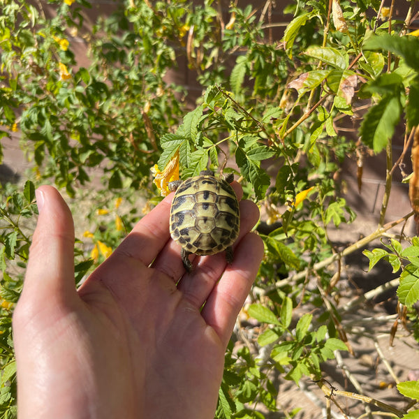Eastern Hermann’s Tortoise