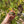 Load image into Gallery viewer, Eastern Hermann’s Tortoise