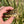 Load image into Gallery viewer, Leopard Tortoise (Pardalis Babcocki)