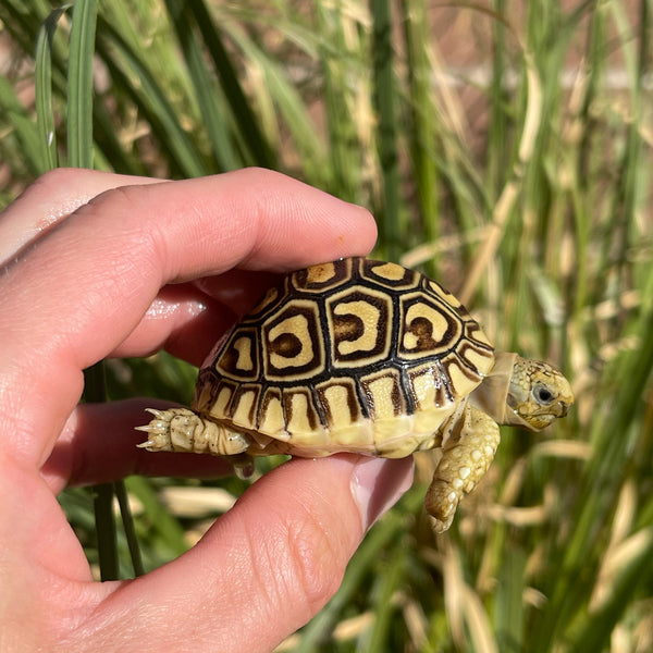 Leopard Tortoise (Pardalis Babcocki)