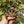 Load image into Gallery viewer, Burmese Star Tortoise Well Started #1B