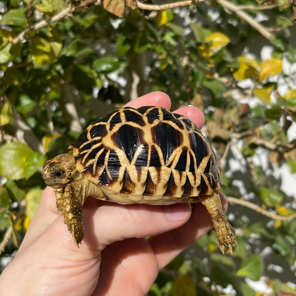 Burmese Star Tortoise Well Started #1B