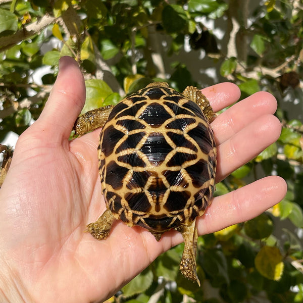 Burmese Star Tortoise Well Started #1B