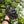 Load image into Gallery viewer, 7 Inch Aldabra Tortoise