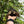 Load image into Gallery viewer, 7 Inch Aldabra Tortoise