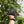 Load image into Gallery viewer, 7 Inch Aldabra Tortoise