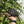 Load image into Gallery viewer, 7 Inch Aldabra Tortoise