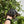 Load image into Gallery viewer, 7 Inch Aldabra Tortoise