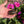 Load image into Gallery viewer, Redfoot Tortoise