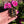 Load image into Gallery viewer, Redfoot Tortoise