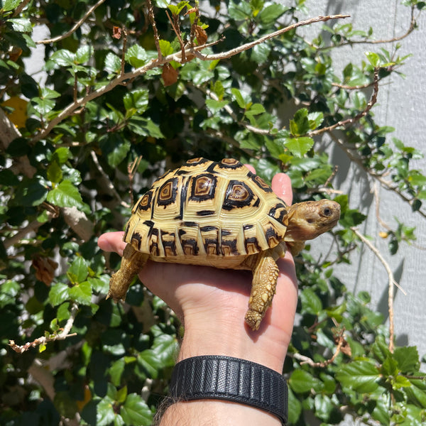 Leopard Tortoise (Pardalis Babcocki)  #Z1