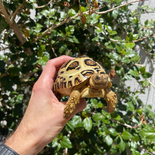 Leopard Tortoise (Pardalis Babcocki)  #Z1