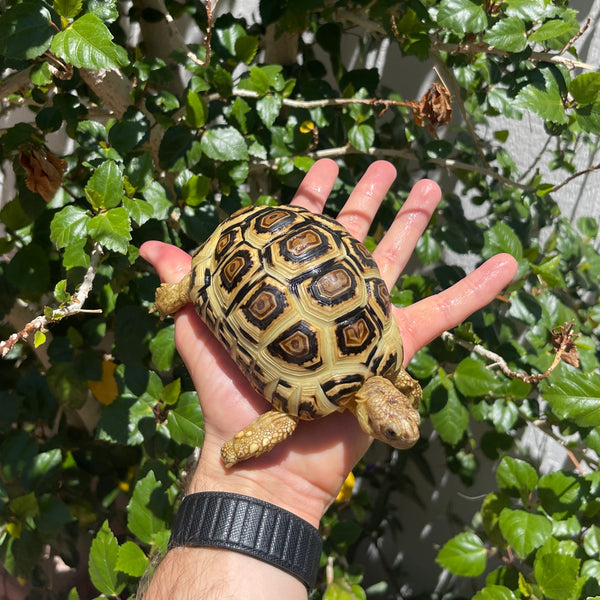 Leopard Tortoise (Pardalis Babcocki)  #Z1