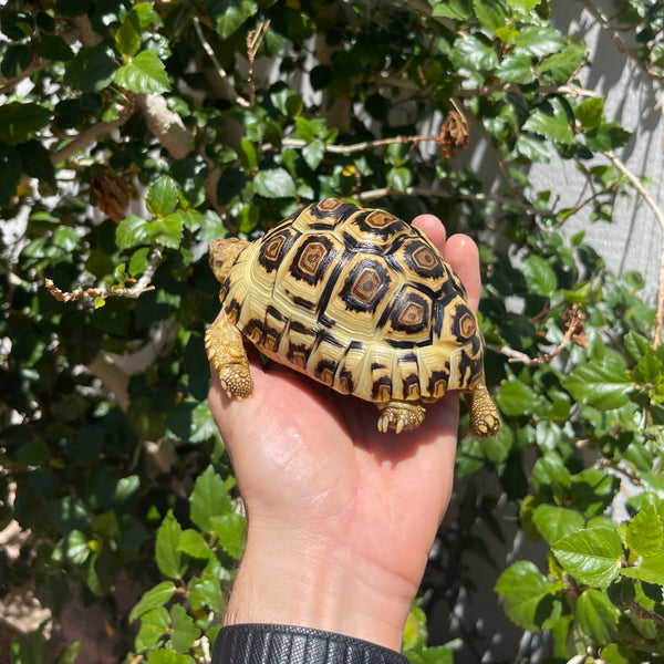 Leopard Tortoise (Pardalis Babcocki)  #Z1