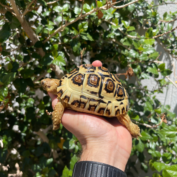 Leopard Tortoise (Pardalis Babcocki)  #Z1