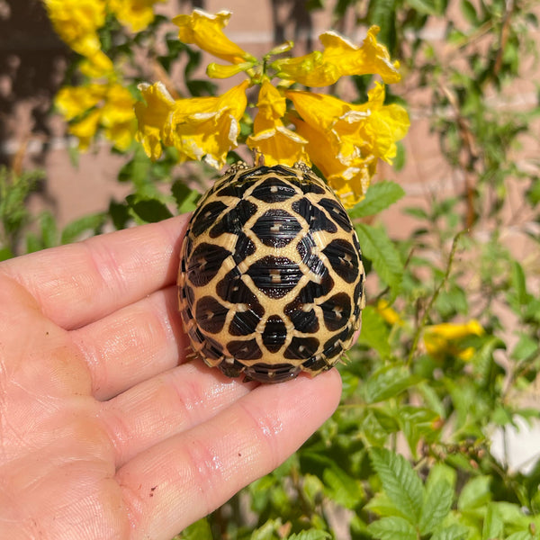Sri Lankan Star Tortoise