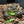 Load image into Gallery viewer, Sri Lankan Star Tortoise