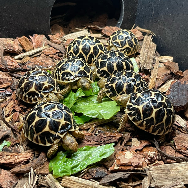Sri Lankan Star Tortoise