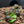 Load image into Gallery viewer, Sri Lankan Star Tortoise