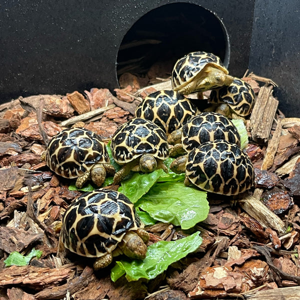Sri Lankan Star Tortoise